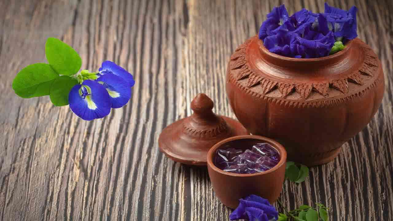 శంఖు పుష్పం చెట్టు మీ ఇంట్లో ఉంటే ఏమవుతుందో తెలుసా..