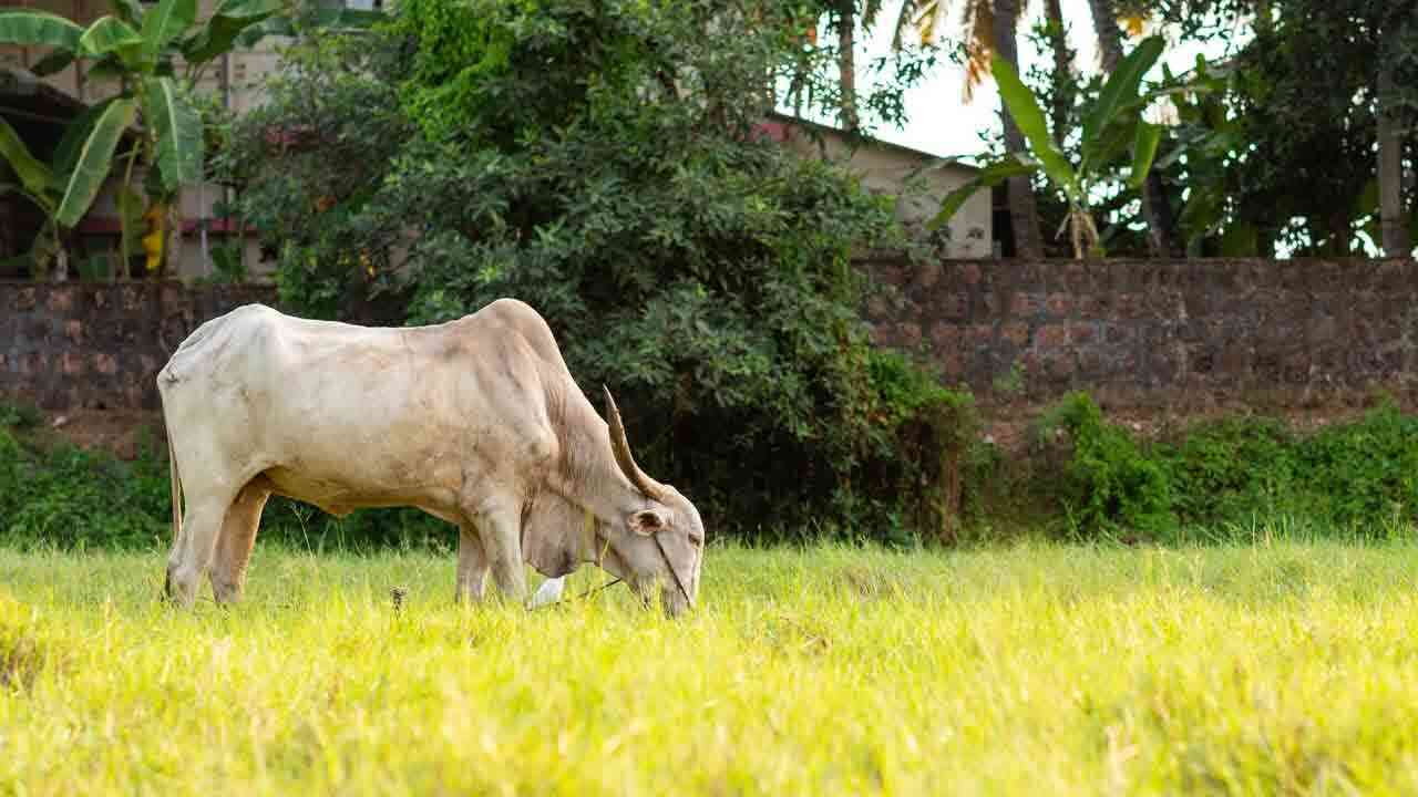 Gomutra Benefits | గోమూత్రం వల్ల ఇన్ని లాభాలు ఉన్నాయా..?