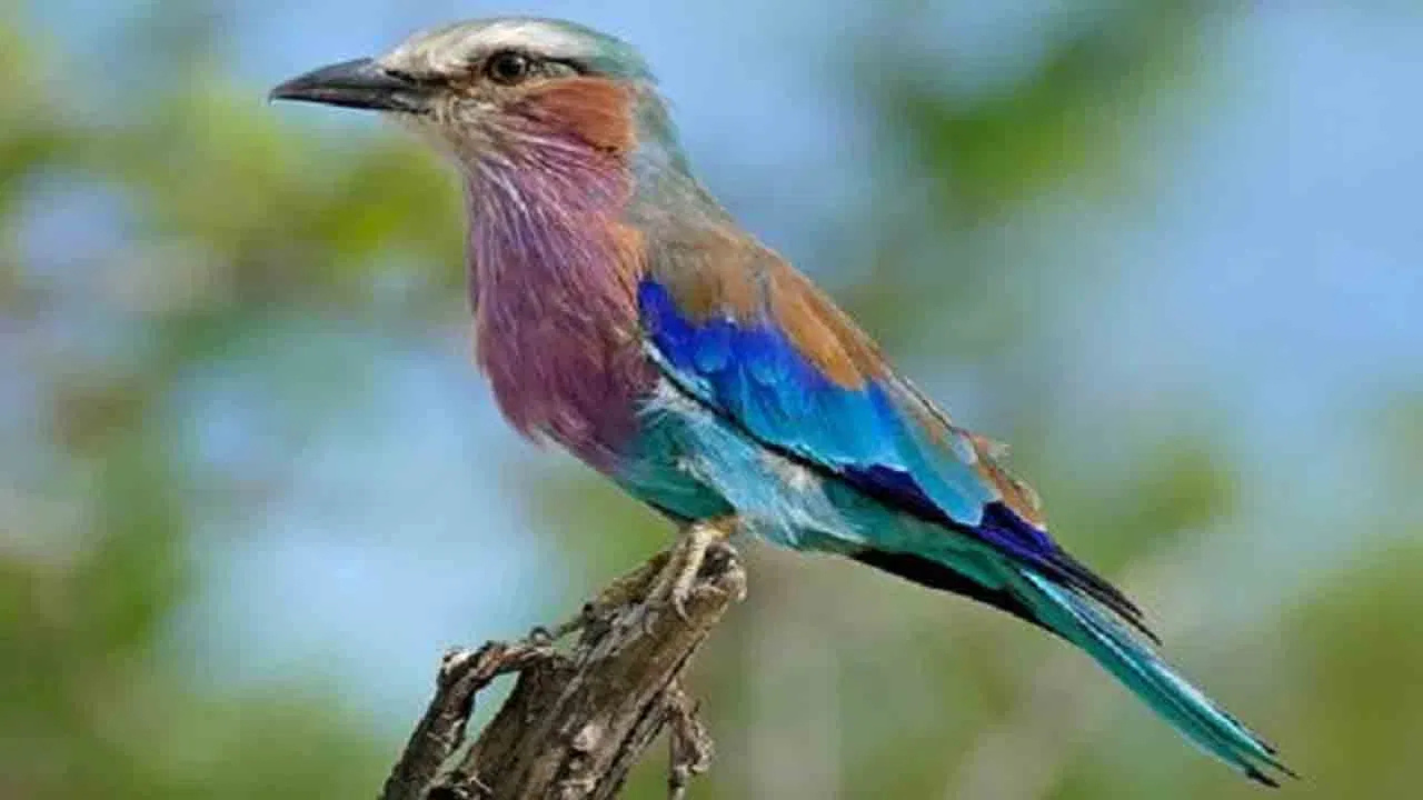 విజయదశమి రోజున పాలపిట్టని చూడాలని చెప్పిన పెద్దలు.. ఎందుకో మీకు తెలుసా.!