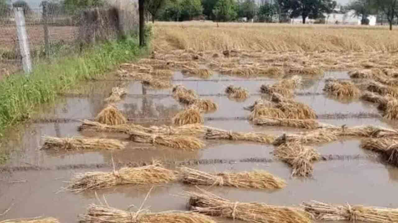 నేడు పూర్తిగా బలహీన పడనున్న వాయుగుండం.. వర్షాలతో రైతాంగానికి నష్టం 