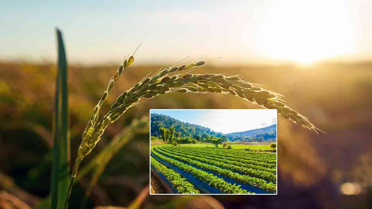 భూమ్మీద మొట్టమొదటిసారి వ్యవసాయం చేసింది మనుషులు కాదట.. ఎవరో తెలిస్తే ఆశ్చర్యపోతారు..!