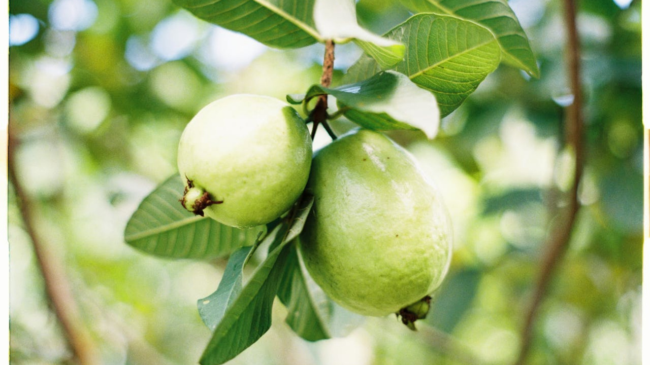 జామ ఆకులతో డయాబెటిస్‎కు చెక్ 