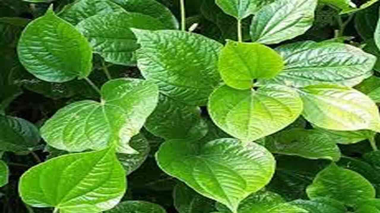 White Hair Remedies | ఇలా చేస్తే మీ తలలో ఉన్న తెల్ల వెంట్రుకలు అన్ని మటుమాయం