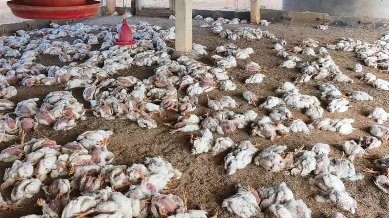 బర్డ్ ఫ్లూ ఎఫెక్ట్.. కీలక ప్రకటన చేసిన ఏపీ ప్రభుత్వం.!