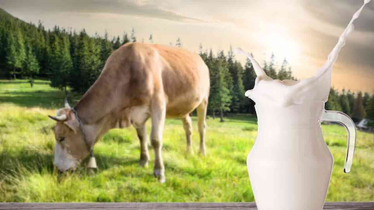 ఆవు పాలు తాగితే మంచిదా.. బర్రె పాలు తాగితే మంచిదా.. ఆరోగ్య నిపుణులు ఏం చెప్తున్నారంటే..