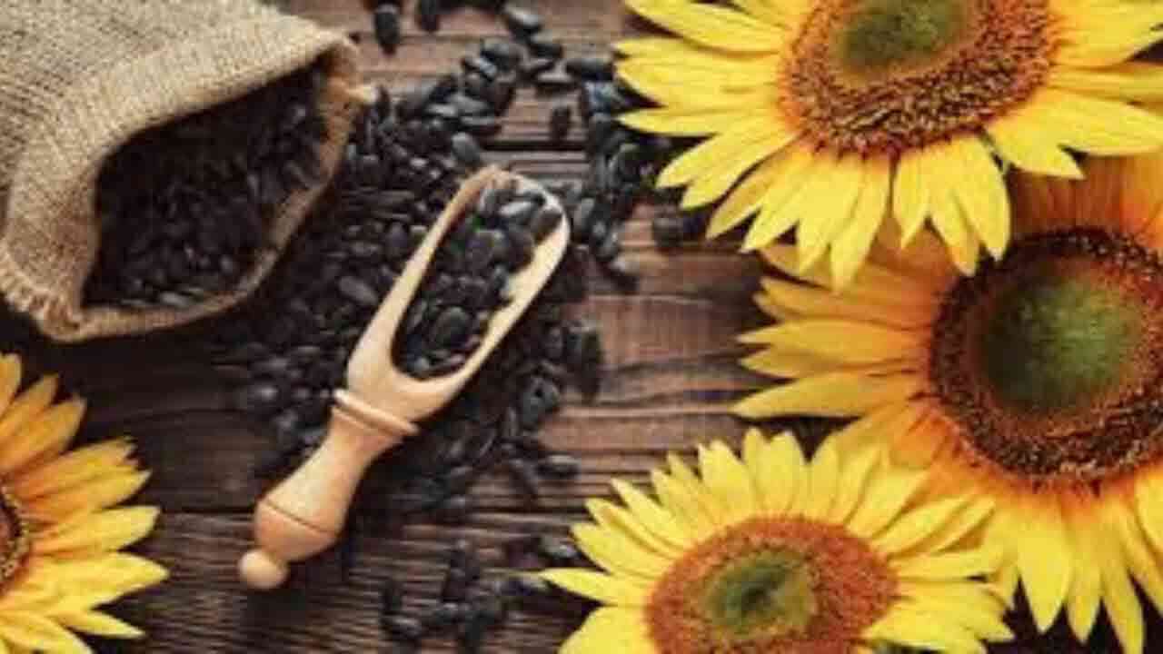 పొద్దు తిరుగుడు విత్తనాల్లో పోషకాలు బోలెడు.. రోజు తింటే ఎంతో మేలు.!