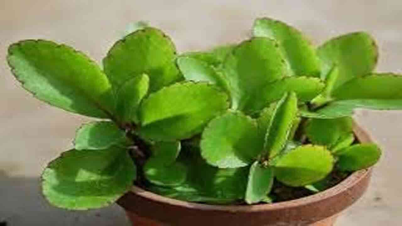 Ranapala leaf Uses | ఈ ఒక్క ఆకు వంద రోగాలకు దివ్యౌషధం