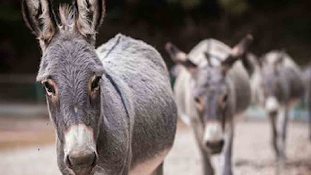 గాడిదలు కాస్తూ నెలకు 3 లక్షల సంపాదన.. ఆయన ఇంటికి పెద్ద పెద్ద కంపెనీల క్యూ