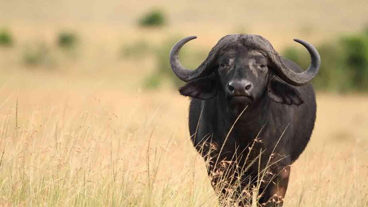 తీర్పు ఇవ్వలేక తల పట్టుకున్న పంచాయితీ పెద్దలు.. బర్రె సూపర్‌ తెలివిపో..