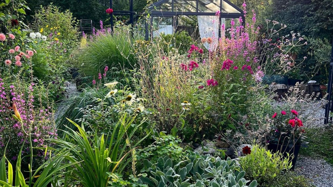 Indoor Plants | ఇంట్లో ఏయే చెట్లు పెంచుకోకూడదంటే..