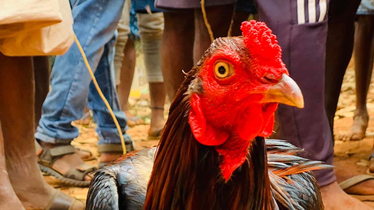 Sankranti | కోడి పందాలపై పోలీసుల డేగ కన్ను.. 20 వేల మందిపై కేసులు..