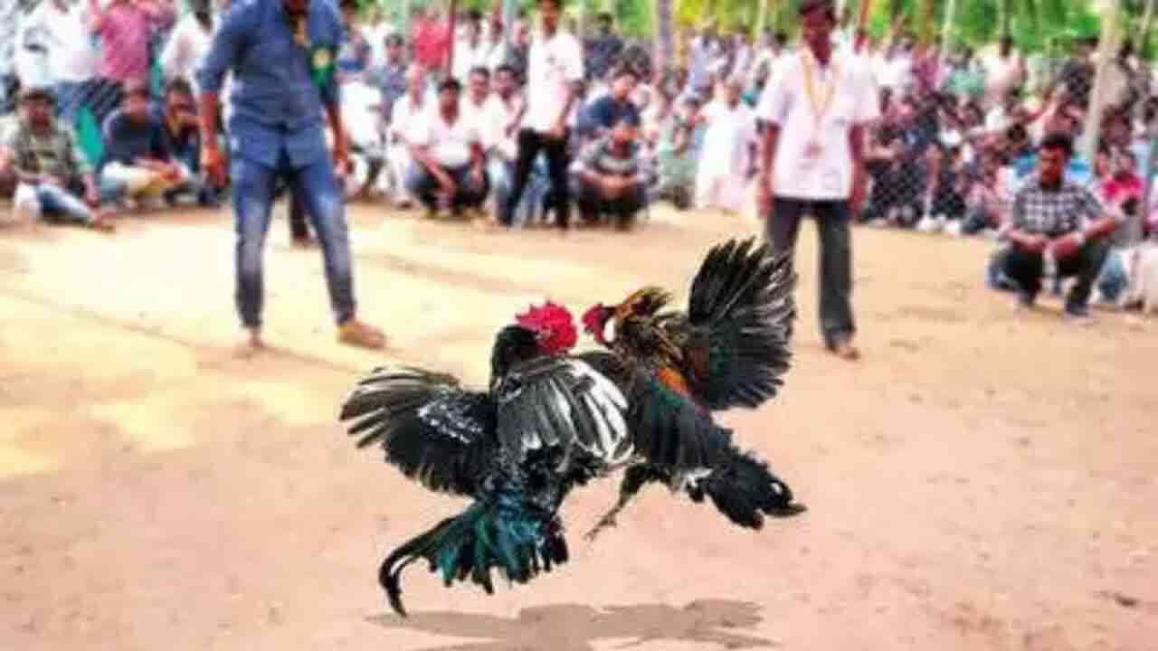 రేపటి నుంచి ప్రారంభం కానున్న కోడి పందాలు.. గోదావరి జిల్లాలో పెద్ద ఎత్తున ఏర్పాట్లు