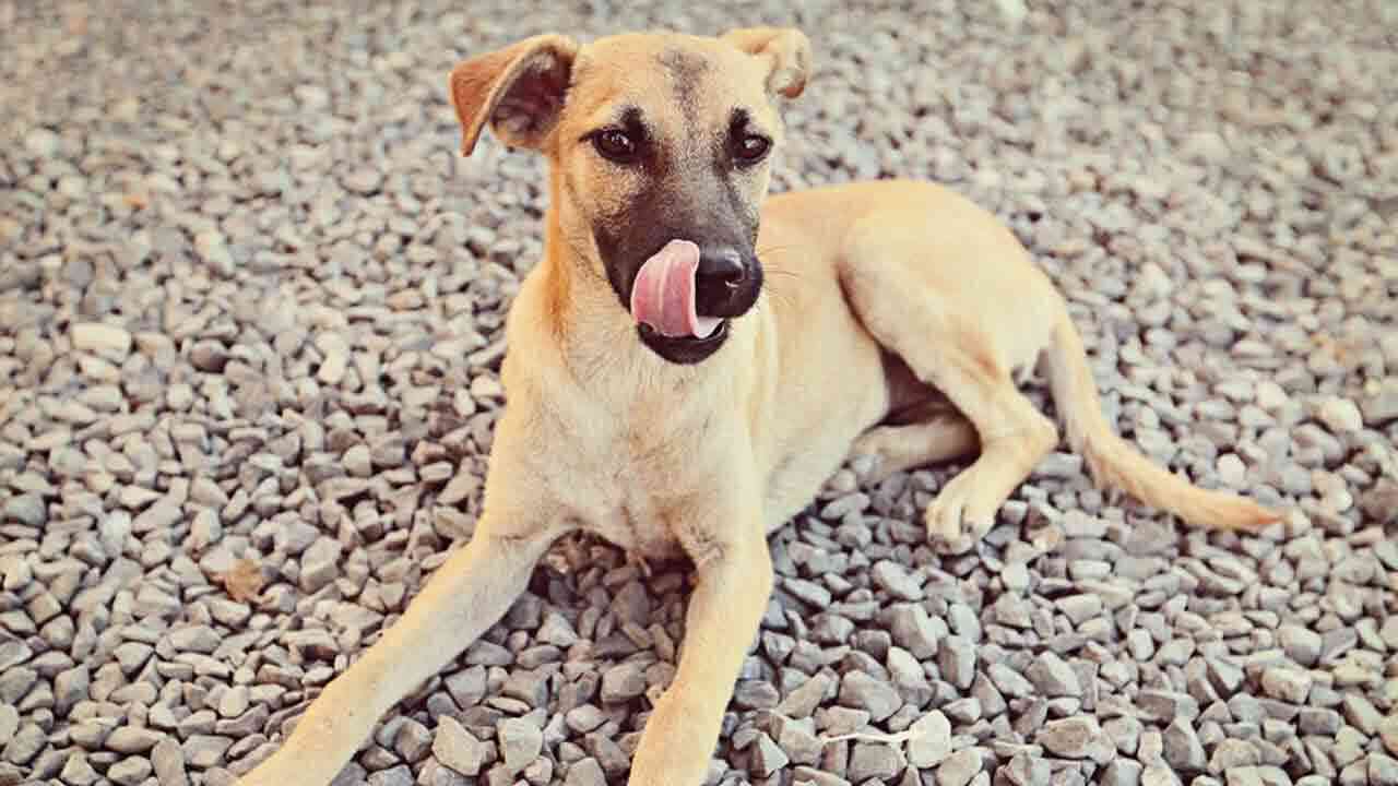 జైపూర్ నుంచి 3 వేల కిలోల కుక్క మాంసం.. అది మటన్ అంటున్న యజమాని