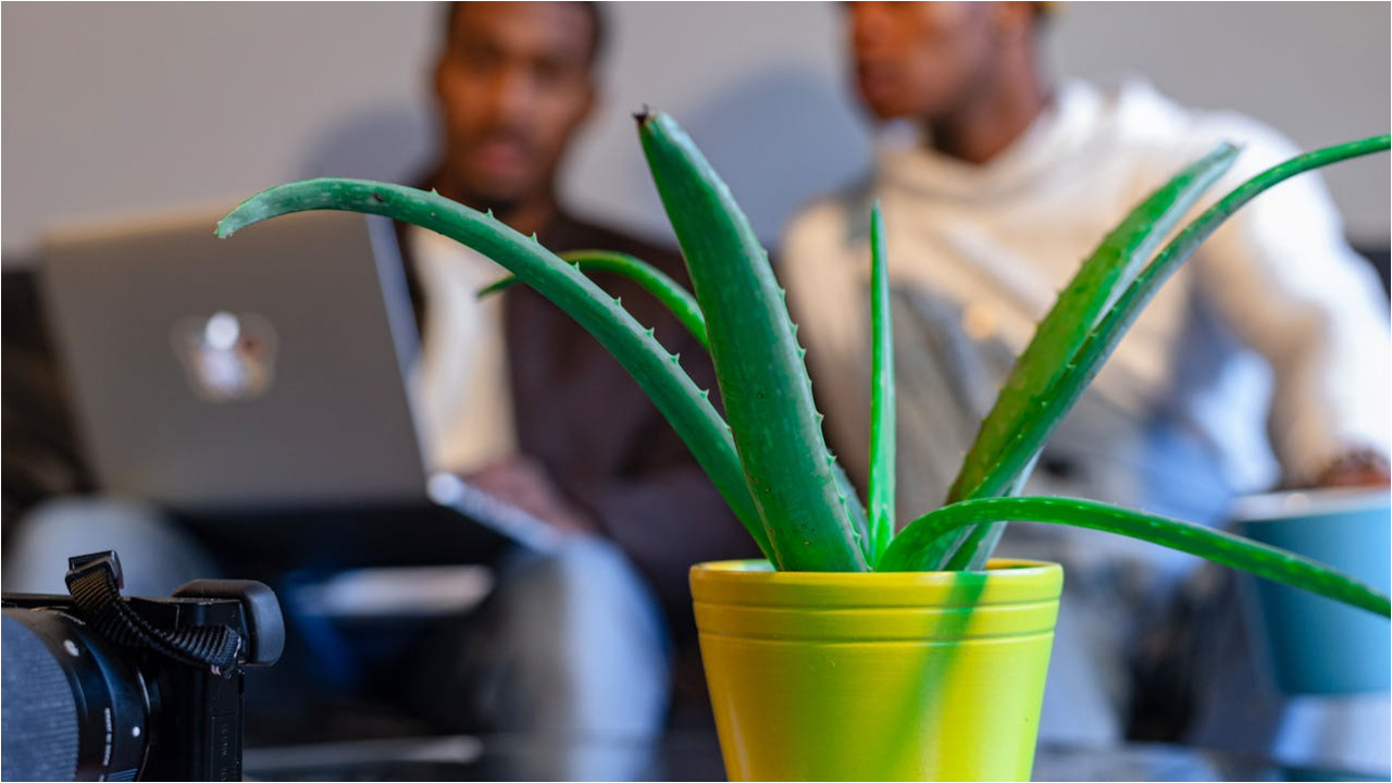   AloeVera: కలబంద తింటే ..బెల్లీ ఫ్యాట్ తగ్గుతుందా?