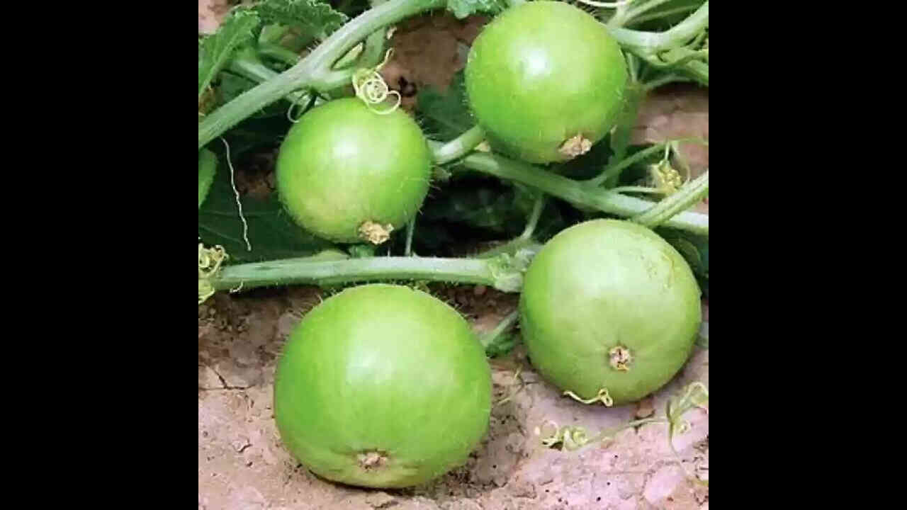 Health Tips: వర్షాకాలంలో ఈ కూరగాయ తప్పక తినాల్సిందే 