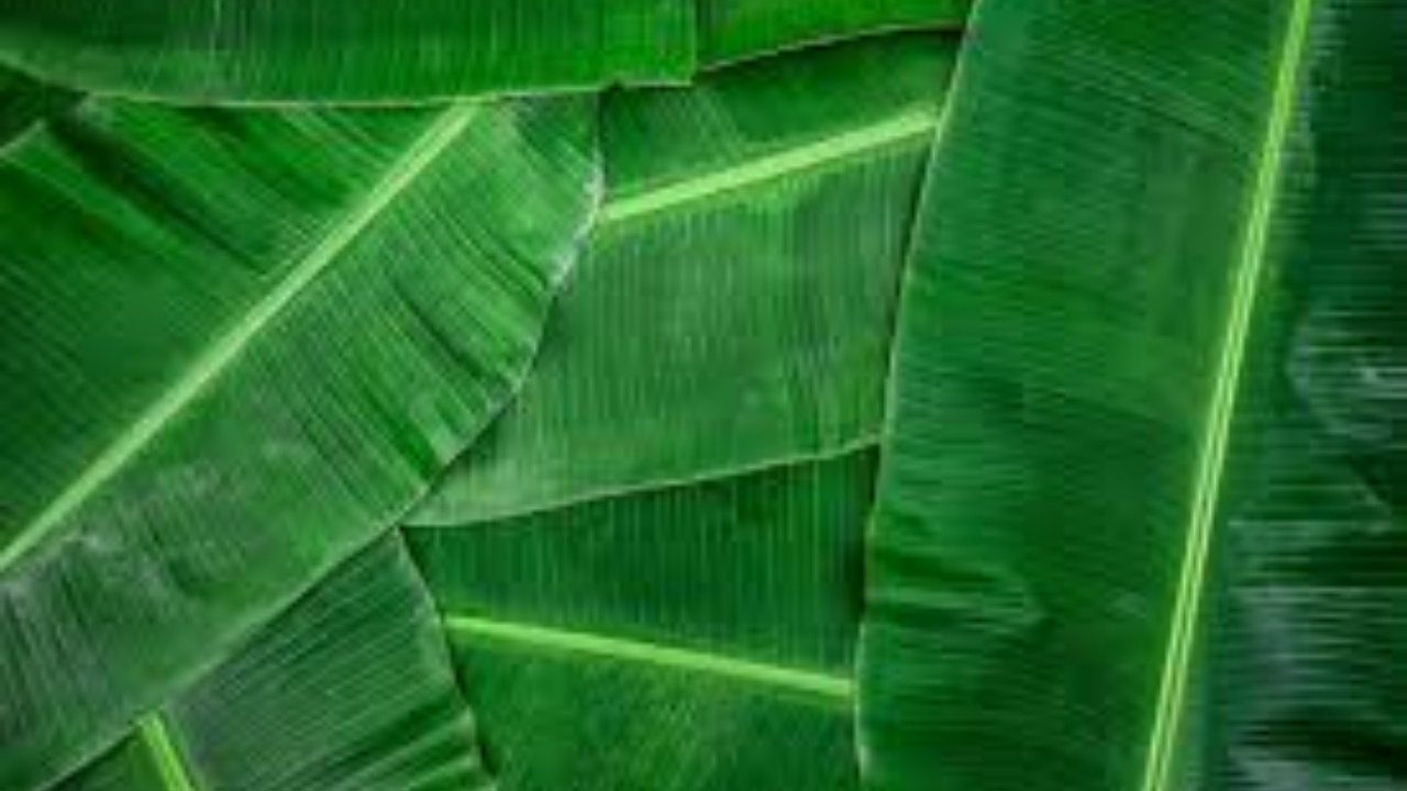 Banana Leaf Juice : అరటి పండే కాదు అరటి ఆకు జ్యూసులో ఎన్ని ఆరోగ్య ప్రయోజనాలున్నాయో తెలుసా 