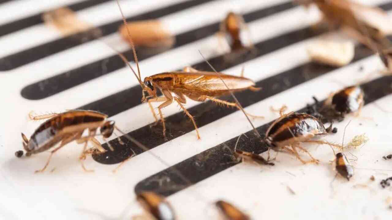 Cockroaches : ఈ చిట్కాలు ఫాలో అవుతే ఇంట్లో ఒక్క బొద్దింక కనిపించదు 
