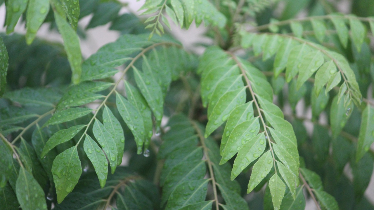 Health benefits of curry leaves: ప్రతిరోజూ ఖాళీ కడుపుతో 7-8 కరివేపాకులు తింటే చాలు..