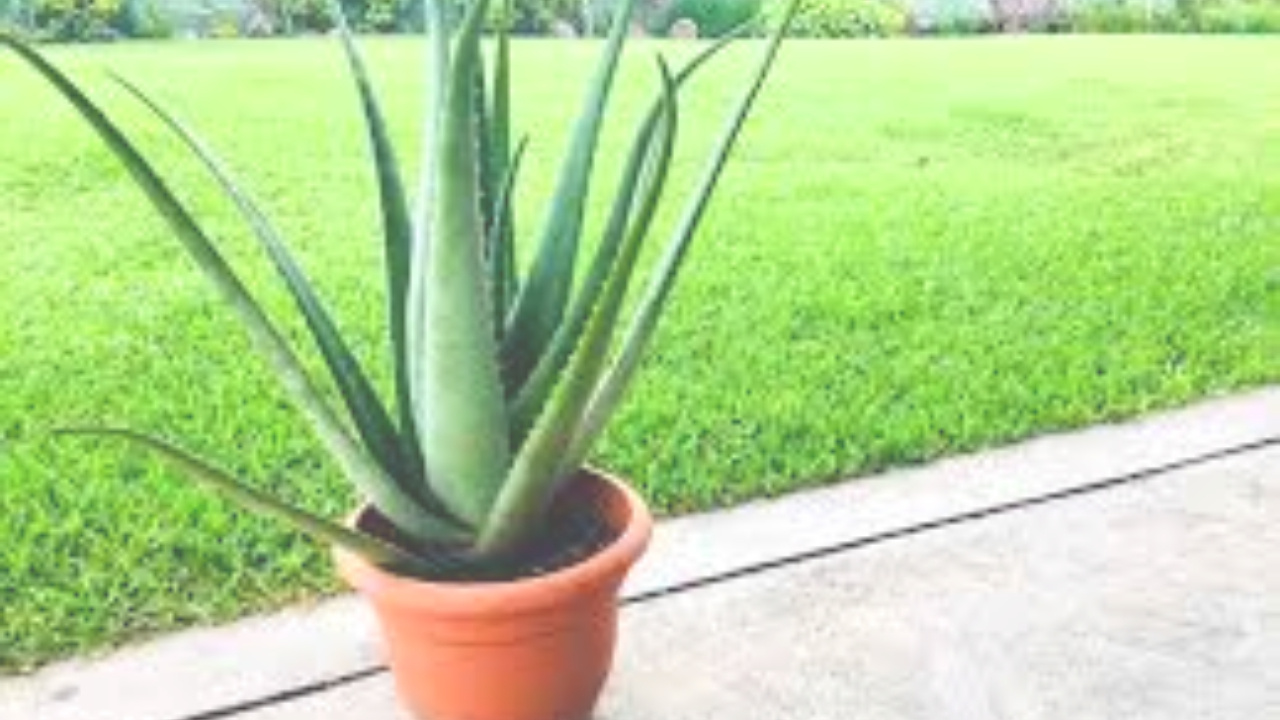 Home Gardening: ఈ చిట్కాలు పాటిస్తే కలబందను సులభంగా పెంచుకోవచ్చు