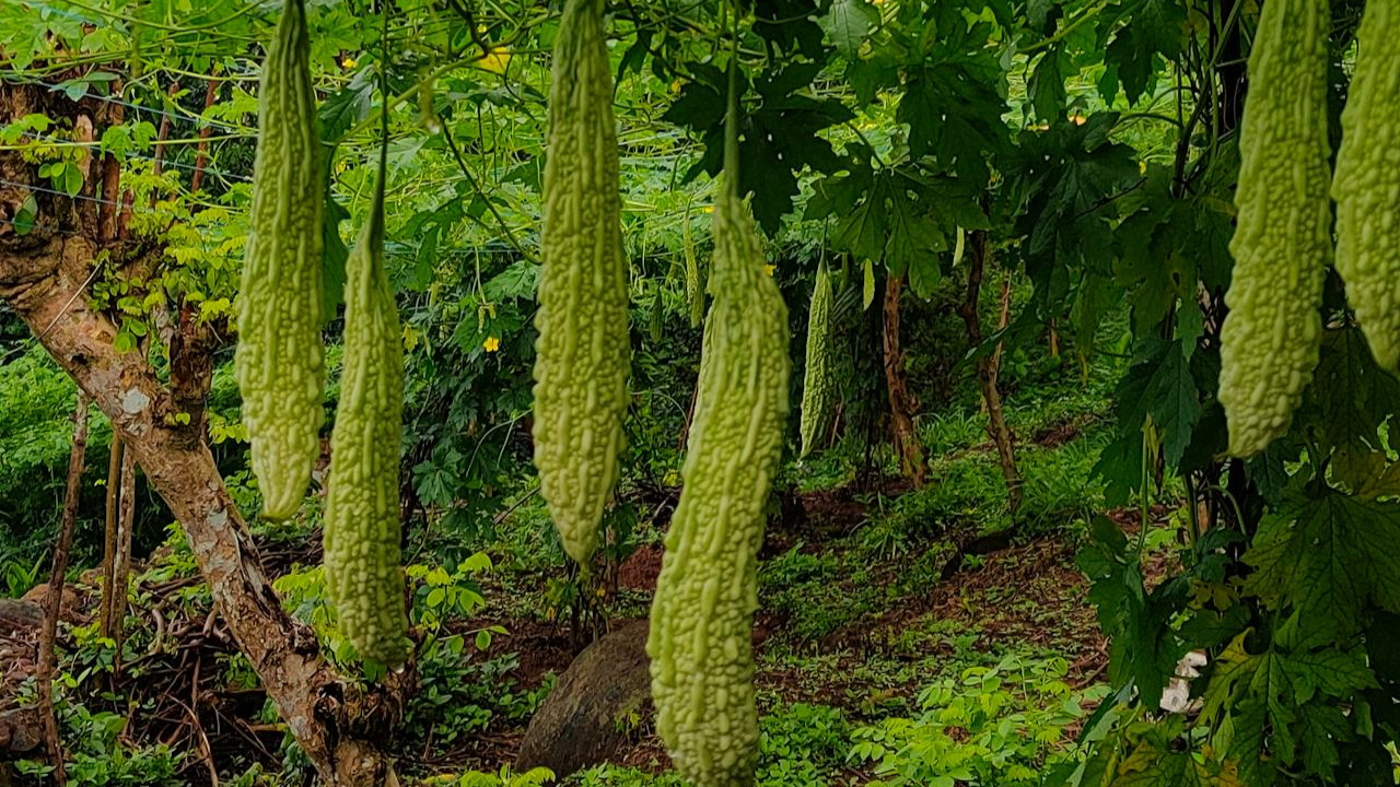 కాకరకాయ ఇలా చేసుకొని తింటే షుగర్ సహా 5 రకాల జబ్బులు రమ్మన్నా రావు..