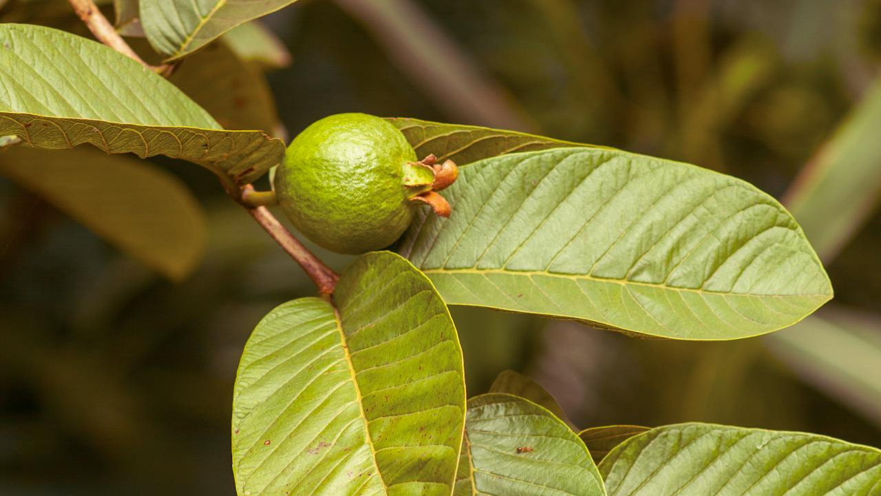 జామ ఆకు టీ తాగడం వల్ల కలిగే ఆరోగ్య ప్రయోజనాలు తెలిస్తే షాక్ అవుతారు 