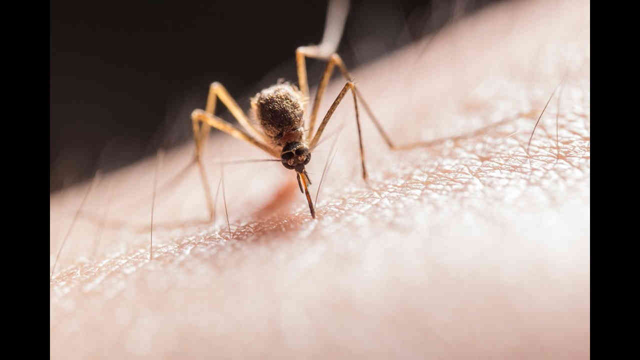 Mosquito : దోమలు కుట్టకుండా ఉండేందుకు ఈ టిప్స్ ఫాలో అవ్వండి 