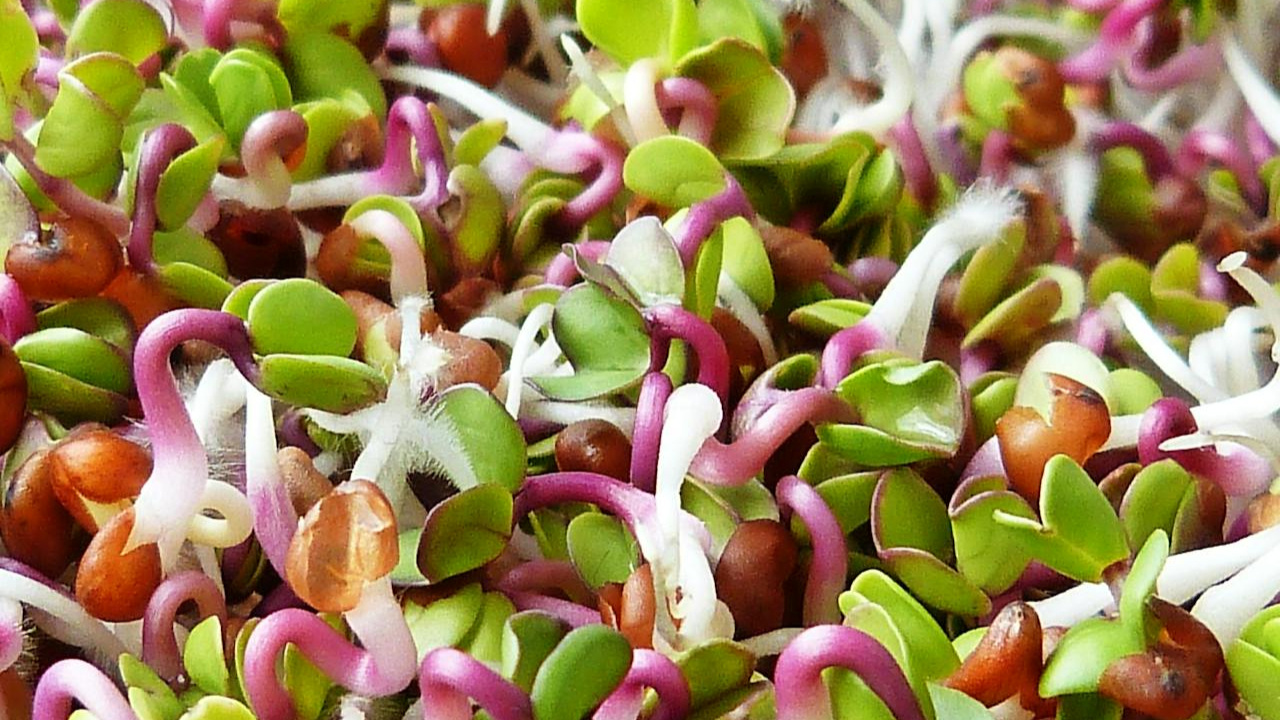 Health Tips: మొలకెత్తిన పెసర్లను తింటే ఎన్నిహెల్త్ బెనిఫిట్సో తెలుసా?