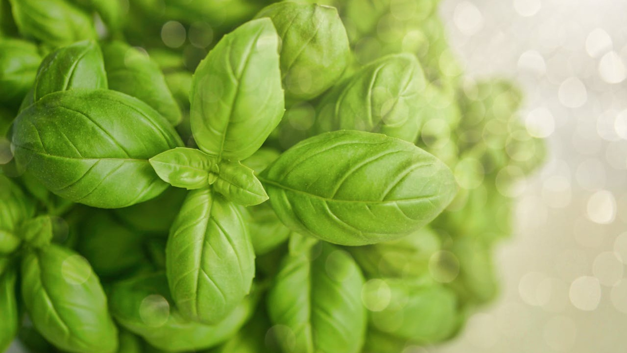 Basil Leaves: ప్రతిరోజూ ఈ ఆకులు నాలుగైదు తింటే చాలు రోగాలన్నీ పరార్