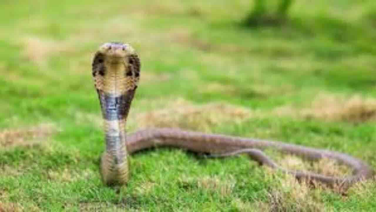 పగబట్టిన పాములు.. ఒకే యువకుడికి ఏడుసార్లు కాట్లు 