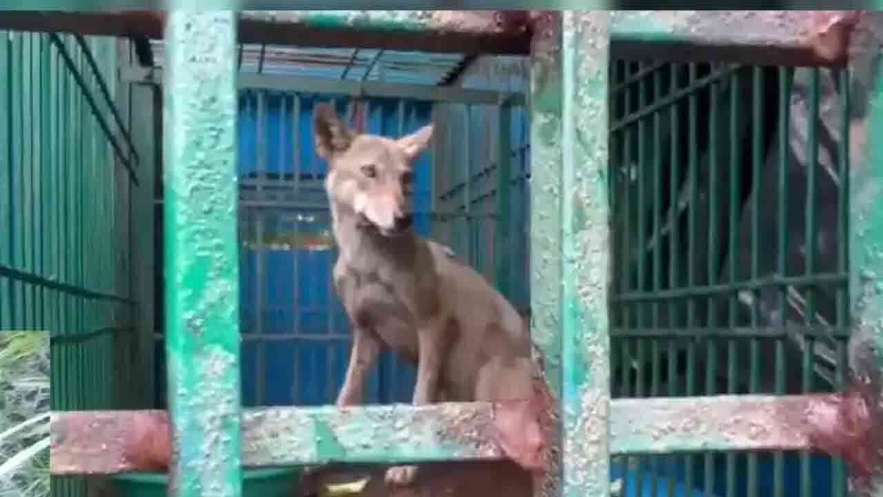 యూపీలో అల్లకల్లోలం సృష్టిస్తున్న తోడేళ్లు.. బంధించేందుకు ఆపరేషన్ భేడియా