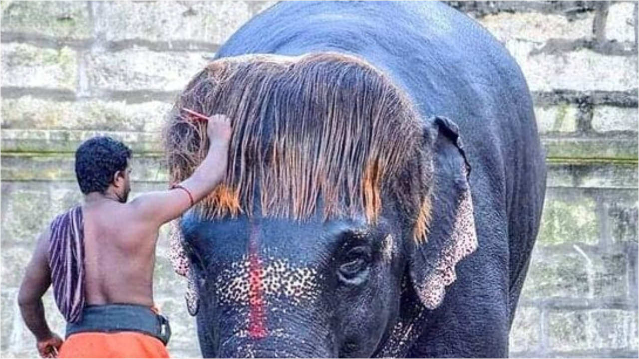 Bob-cut Sangamal:ప్రపంచంలోనే అత్యంత అందమైన ఏనుగు ఇదే..దీని హెయిర్ స్టైల్ లక్షలాది మంది ఫ్యాన్స్ ఉన్నారు