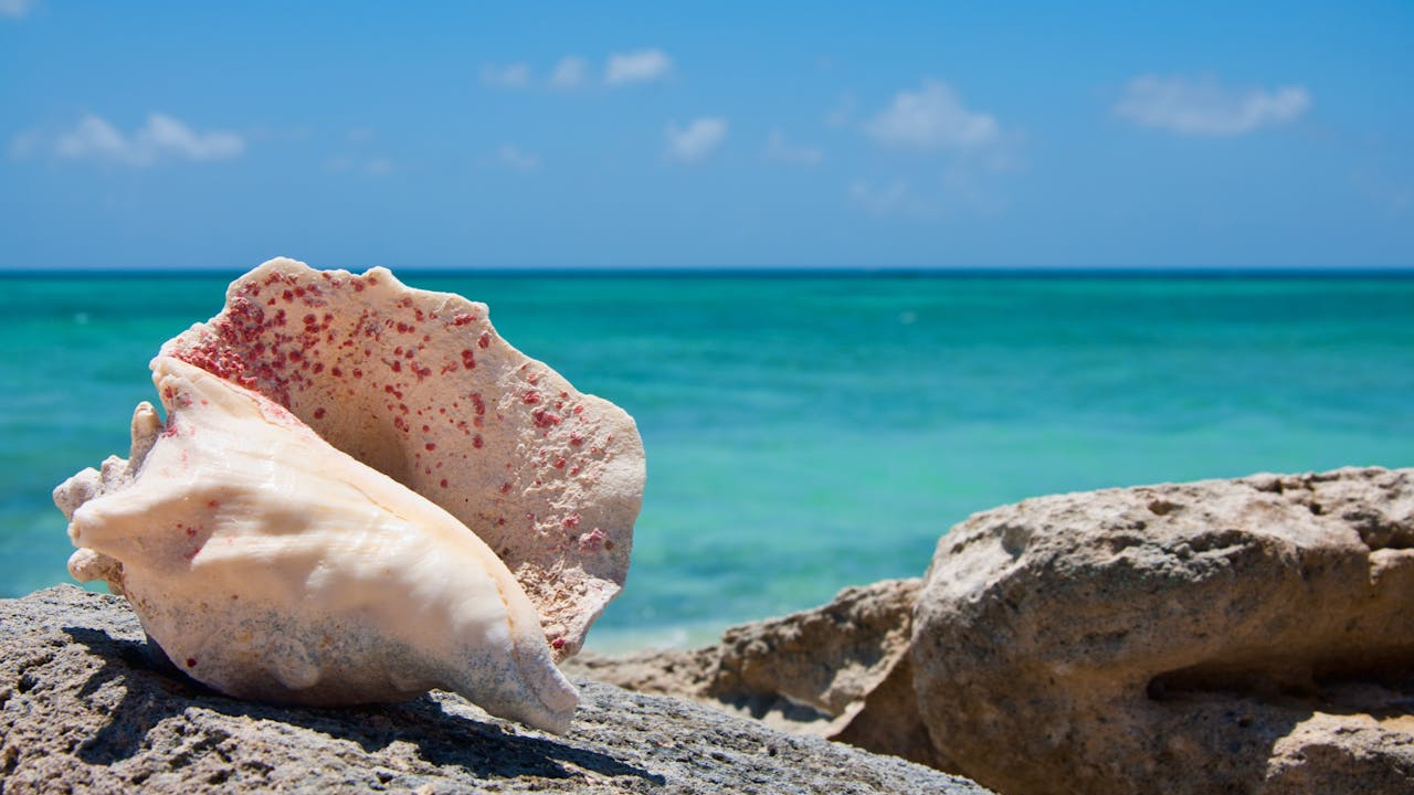 Conch: మహాభారతంలో శ్రీకృష్ణుడు ఊదిన శంఖం ఏది? ఈ శంకం ఇంట్లో ఉంటే కలిగే ప్రయోజనాలు 