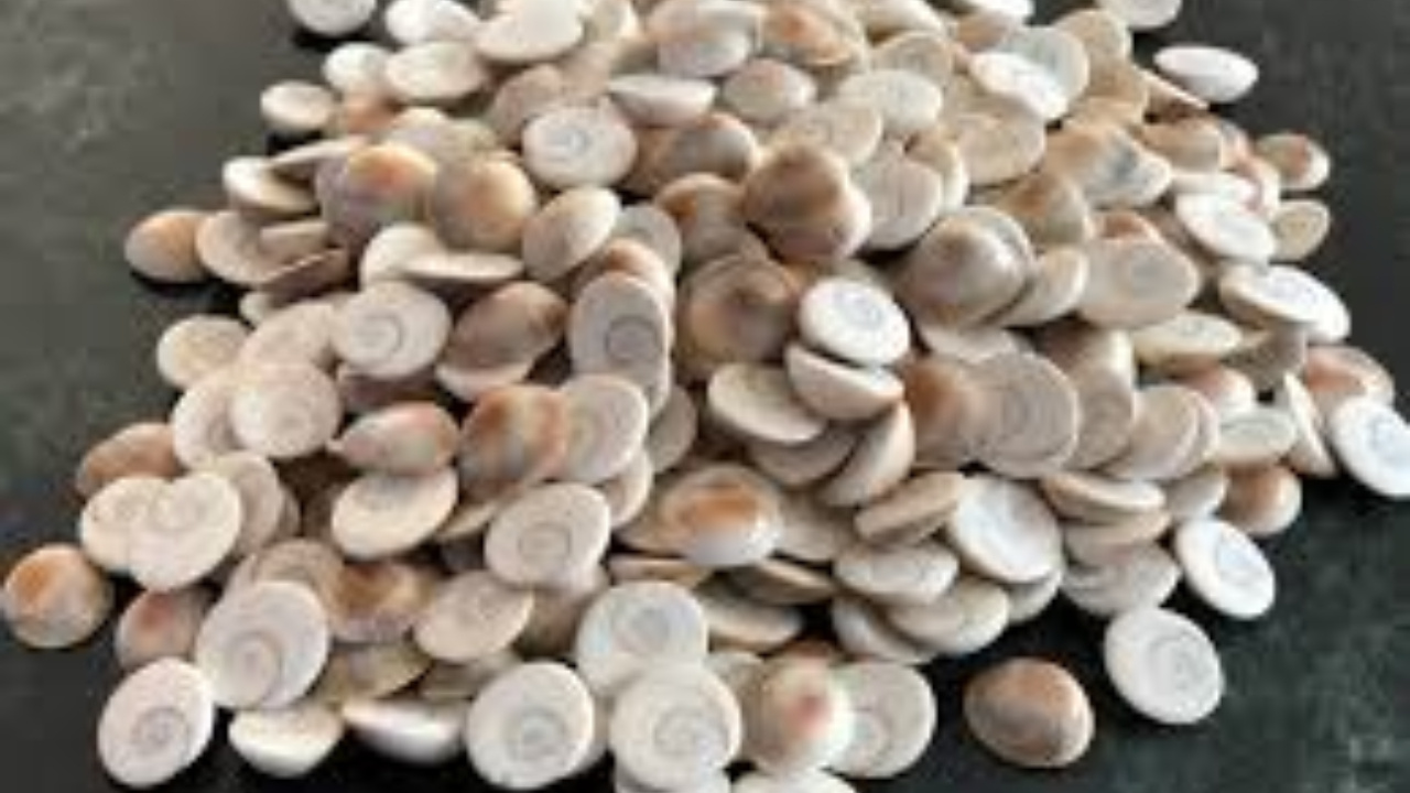 Gomati Chakra: గోమతి చక్రము ఇంట్లో ఉంటే ఐశ్వర్యం సిద్ధిస్తుంది 