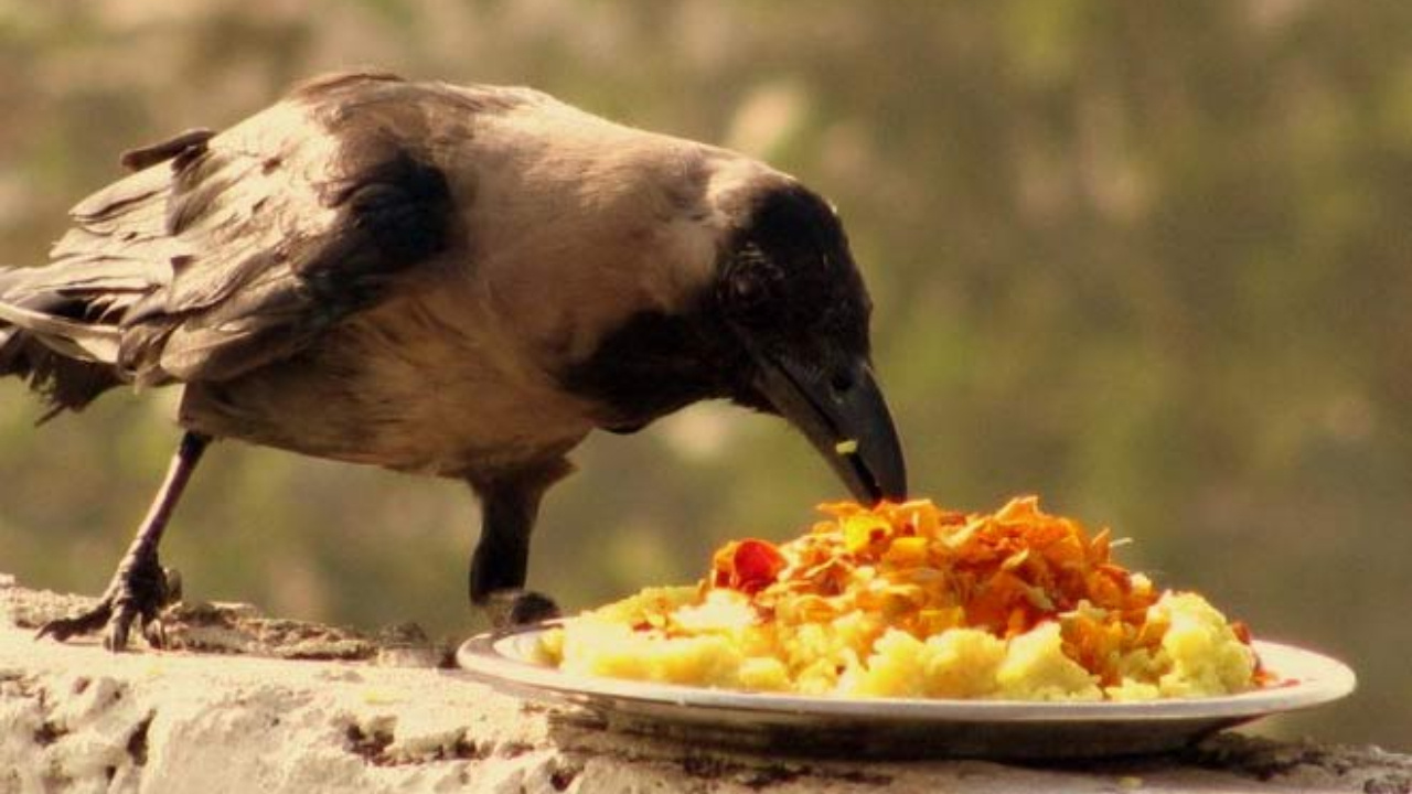 పితృ పక్షం సెప్టెంబర్ 17 నుండి ప్రారంభం.. పూర్వీకుల శ్రాద్ధ లేదా పిండదానం ఎందుకు చేయాలి?