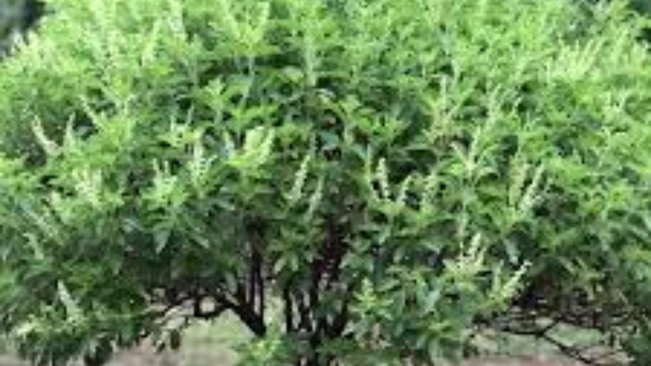 తులసి మొక్క విషయంలో పాటించాల్సిన వాస్తు చిట్కాలు ఇవే.. ఈ తప్పులు చేస్తే అరిష్టం తప్పదు