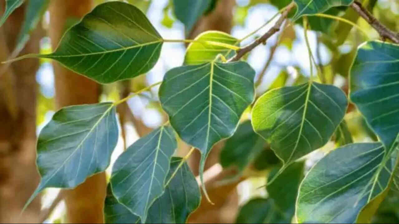 Vastu Tips : రావిచెట్టు కింద దీపం వెలిగిస్తే ఈ దోషం పోతుంది