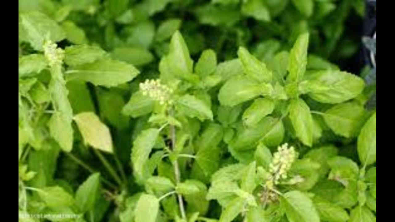 Ekadashi 2024: నేడు తొలిఏకాదశి..ఈ రోజు ఇంట్లో తులసి మొక్క నాటితే అదృష్టం  వరిస్తుంది