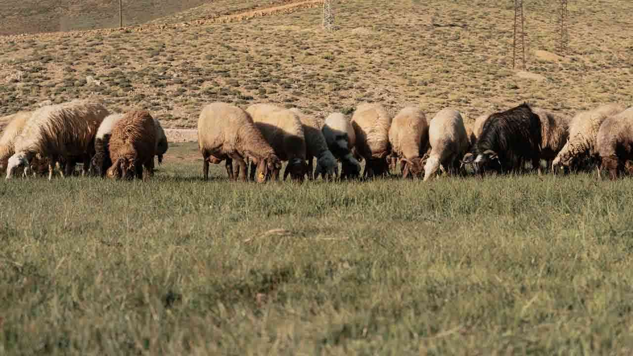 తెలంగాణలో గొర్రెల కొనుగోలు రూ.700 కోట్ల అవినీతిపై ఈడీ దర్యాప్తు