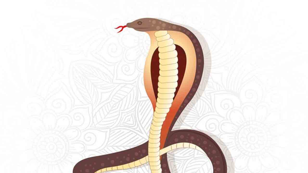 పాములు గాలిలోని శబ్దాలు వింటాయా? పాల లాంటి ద్రవపదార్థాలు తాగుతాయా? అంటే..