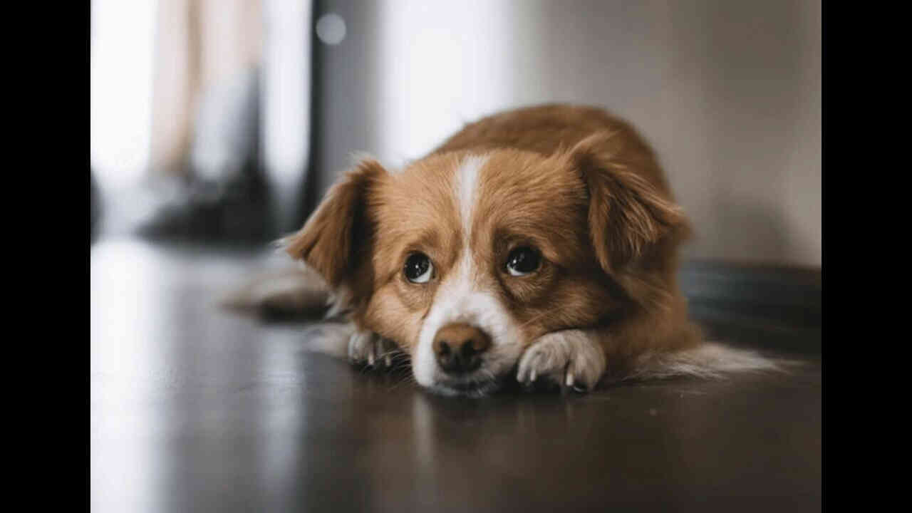 అర్థ రాత్రి కుక్క ఏడుపు వినిపించిందా?  శకున శాస్త్రం ఏం చెబుతుందో తెలుసుకోండి