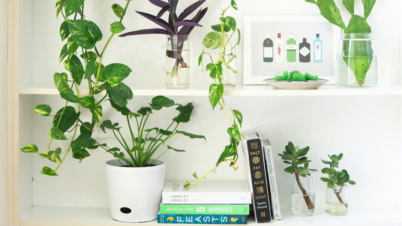 మనీప్లాంట్ నాటేటప్పుడు మట్టిలో ఈ 2 వస్తువులు పెడితే డబ్బే డబ్బు