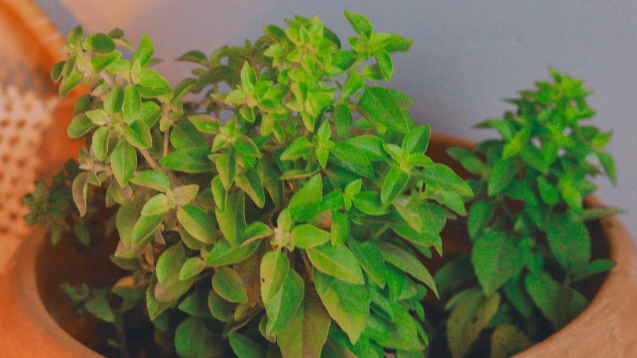 రామతులసితో ఇలా చేస్తే ఆర్థిక కష్టాలు దరి చేరవు